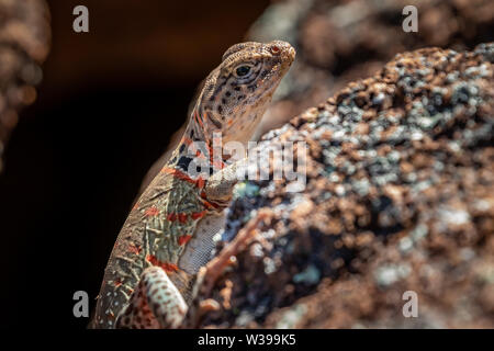 A female Collared Lizard (Crotaphytus collaris) or Mountain Boomer resting on a rock in the Wichita Mountains National Wildlife Refuge in Cache, OK, U Stock Photo