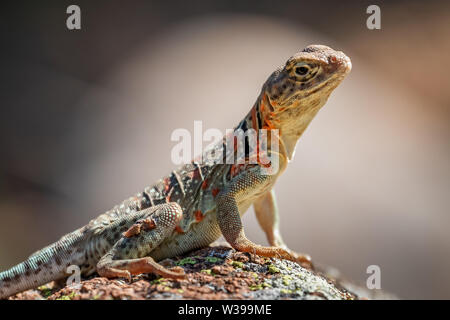 A female Collared Lizard (Crotaphytus collaris) or Mountain Boomer resting on a rock in the Wichita Mountains National Wildlife Refuge in Cache, OK, U Stock Photo