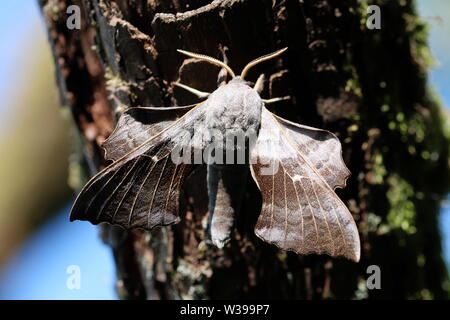 A Poplar Hawk-moth (Laothoe populi), photographed at Lochwinnoch, Renfrewshire. Stock Photo