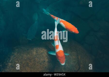 Closeup shot of colorful koi type of fish swimming in the water Stock Photo