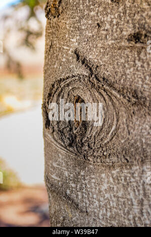 Interesting pattern on the bark of the blue spruce. By turning on the imagination you can find comparisons with various images from our life. Stock Photo