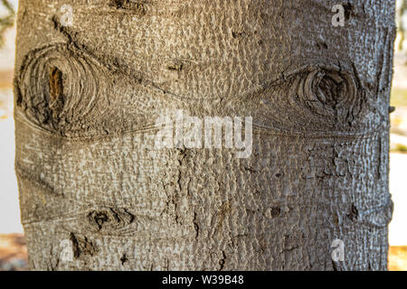 Interesting pattern on the bark of the blue spruce. By turning on the imagination you can find comparisons with various images from our life. Stock Photo