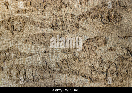 Interesting pattern on the bark of the blue spruce. By turning on the imagination you can find comparisons with various images from our life. Stock Photo