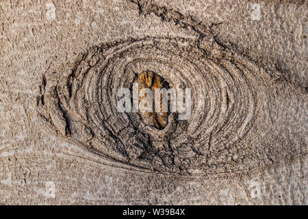 Interesting pattern on the bark of the blue spruce. By turning on the imagination you can find comparisons with various images from our life. Stock Photo