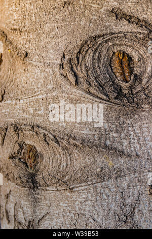 Interesting pattern on the bark of the blue spruce. By turning on the imagination you can find comparisons with various images from our life. Stock Photo