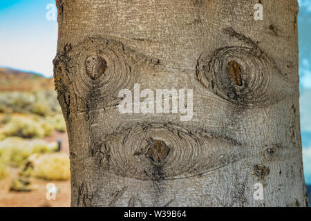 Interesting pattern on the bark of the blue spruce. By turning on the imagination you can find comparisons with various images from our life. Stock Photo