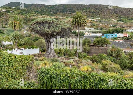 View to botanical garden and famous millennial tree Drago in Icod de los VInos. The oldest and largest dracaena in the world. Tenerife, Canary Islands Stock Photo