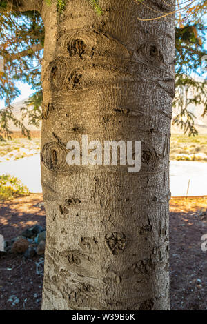 Interesting pattern on the bark of the blue spruce. By turning on the imagination you can find comparisons with various images from our life. Stock Photo