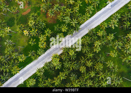 Landscape of green tropical forest with many coconut palm trees - Coconut forest on Siargao Island, Philippines Stock Photo