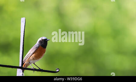 Robin bird. European Robin Redbreast (Erithacus rubecula) perching on a sunny Spring day with green garden out of focus bokeh background. Stock Photo