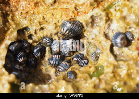 Black and white striped Slender Periwinkle (Echinolittorina angustior) clinging to limestone rocks, Anguilla, BWI. Stock Photo