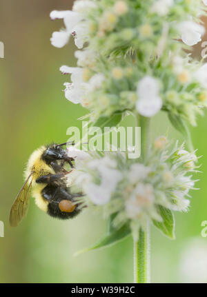 Half-black Bumble bee (Bombus vagans) feeding in catnip flowers Stock Photo