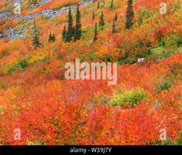 Fall color in Stevens Canyon red car on highway Mount Rainier National ...