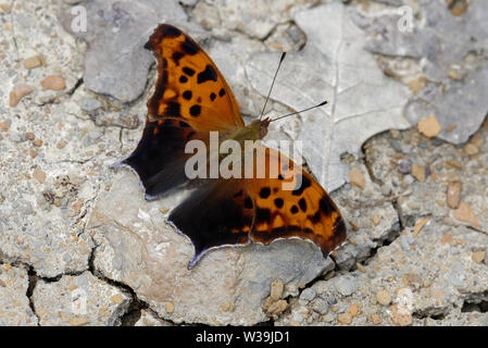 Question Mark, Polygonia interrogationis Stock Photo