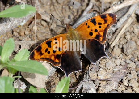 Question Mark, Polygonia interrogationis Stock Photo