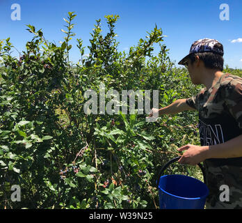 Boy picking blueberries on a sunny day Stock Photo
