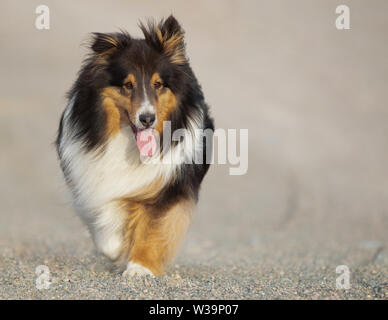 Tri Colorerd Shetland Sheepdog Walking in Summer on a Gravel Road with Tongue Out Stock Photo