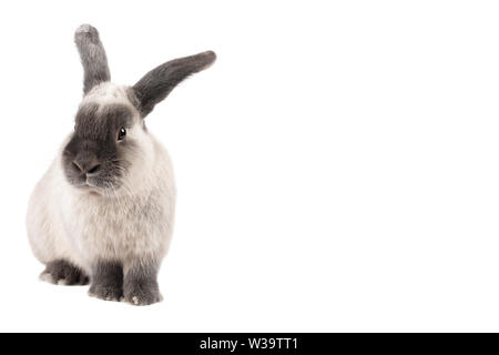 Lop Rabbit on Isolated Background Stock Photo