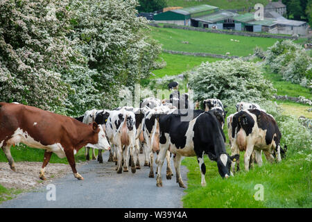 Taking a herd of cows to the milking parlour. Stock Photo