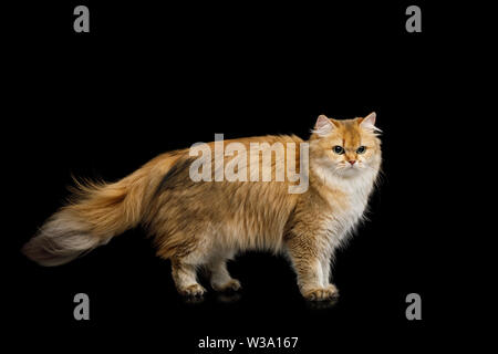 British Cat Red Chinchilla color with Furry Tail Walk on Isolated Black Background Stock Photo