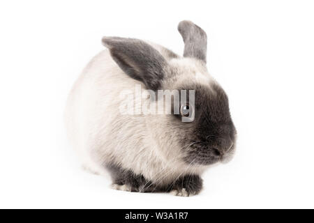Lop Rabbit on Isolated Background Stock Photo