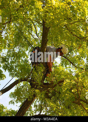 Tree Surgeon up tree with chainsaw trimming. Stock Photo