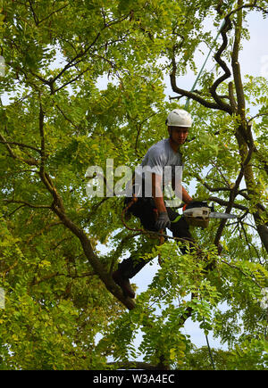 Tree Surgeon up tree with chainsaw trimming. Stock Photo