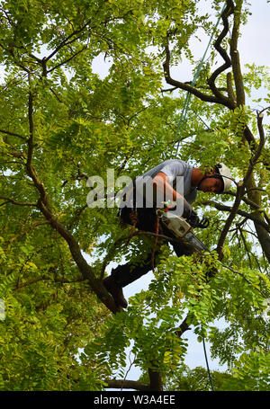 Tree Surgeon up tree with chainsaw trimming. Stock Photo