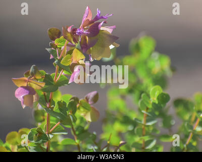 Oregano Kent Beauty herb blooming with purple-pink flowers. Stock Photo