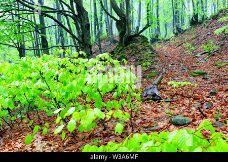 Mountain narrow path with fallen leaves and old twisted tree trunks in a damp forest rises uphill Stock Photo