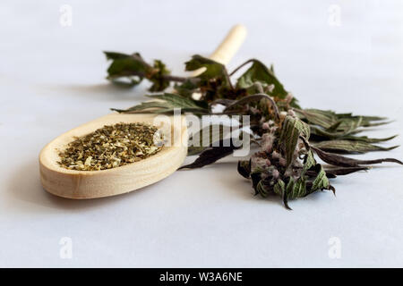 Valuable medicinal plant-motherwort with flowers and leaves on a white background. Next is a plant in dried and crushed form for the preparation of in Stock Photo