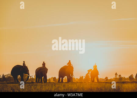 ellephant-in-asian-countryside-at-sunrise-thailand-thai-elephant-in
