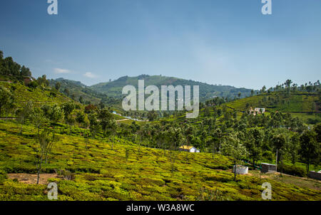 Tea gardens in the foothills of western ghat image take at India. The landscape is amazing with Green tea plantations in rows. Stock Photo