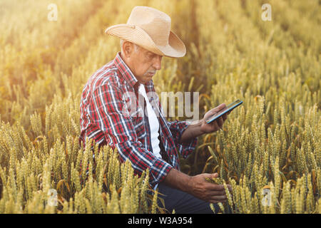 Farmer standing in a wheat field using modern technologies in agriculture.  Farmers with tablet in a wheat field. Stock Photo