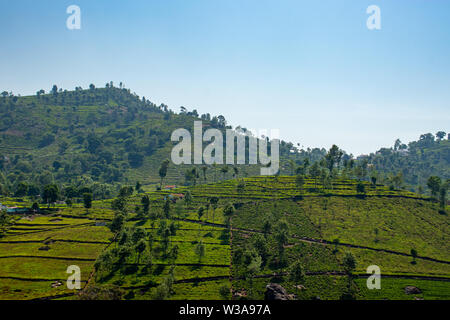 Tea gardens in the foothills of western ghat image take at India. The landscape is amazing with Green tea plantations in rows. Stock Photo