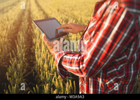 Farmers hands with tablet in a wheat field Close up. Smart farming, man using modern technologies in agriculture Stock Photo