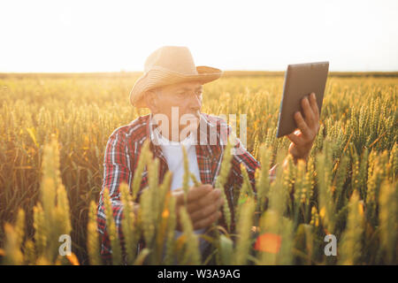Farmer standing in a wheat field using modern technologies in agriculture.  Farmers with tablet in a wheat field. Stock Photo
