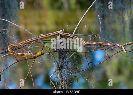Perched Yellow Rat Snake is having some relaxation time. Stock Photo