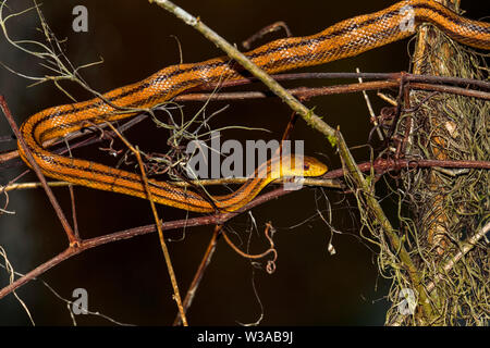 Perched Yellow Rat Snake is having some relaxation time. Stock Photo