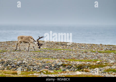 Reindeer grazing at the Barents Sea shore in Norway. The most northeastern place in the nordics where you can see reindeers.