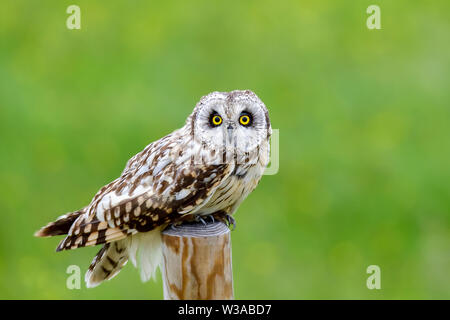 Short-eared Owl Stock Photo