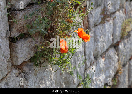 Red poppies grow on an old wall. Stock Photo