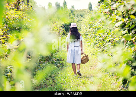 Girl walking through a blackberry plantation with a wicker basket collecting fresh fruit off the bushes or vines in a rear view in a stylish summer ou Stock Photo