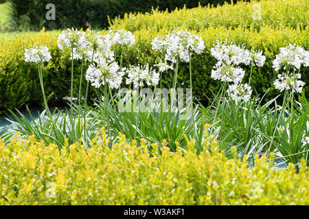 Flowering white agapanthus flowers or African lily, Agapanthus africanus, in a garden amongst low hedges in a summer landscape Stock Photo