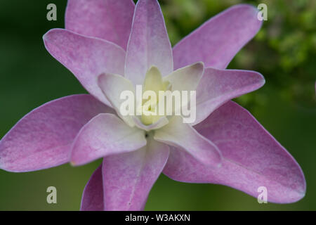 macro of a purple lacecap hydrangea flower Stock Photo