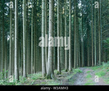 straight trunks on spruce trees in belgian forest in the ardennes region near liege Stock Photo