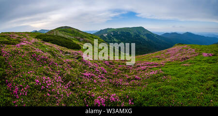 Pink rose rhododendron flowers (in front) on summer evening mountain slope. Carpathian, Chornohora, Ukraine. Stock Photo