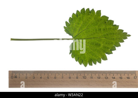 Brennnessel, Große Brennnessel, Brennessel, Urtica dioica, Stinging Nettle, common nettle, nettle, nettle leaf, La grande ortie, ortie dioïque, ortie Stock Photo