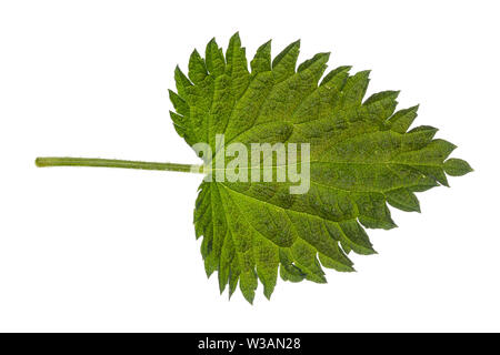 Brennnessel, Große Brennnessel, Brennessel, Urtica dioica, Stinging Nettle, common nettle, nettle, nettle leaf, La grande ortie, ortie dioïque, ortie Stock Photo