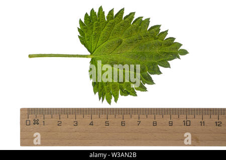 Brennnessel, Große Brennnessel, Brennessel, Urtica dioica, Stinging Nettle, common nettle, nettle, nettle leaf, La grande ortie, ortie dioïque, ortie Stock Photo